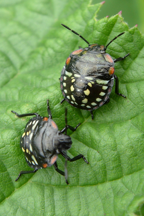 Heteroptera: neanidi